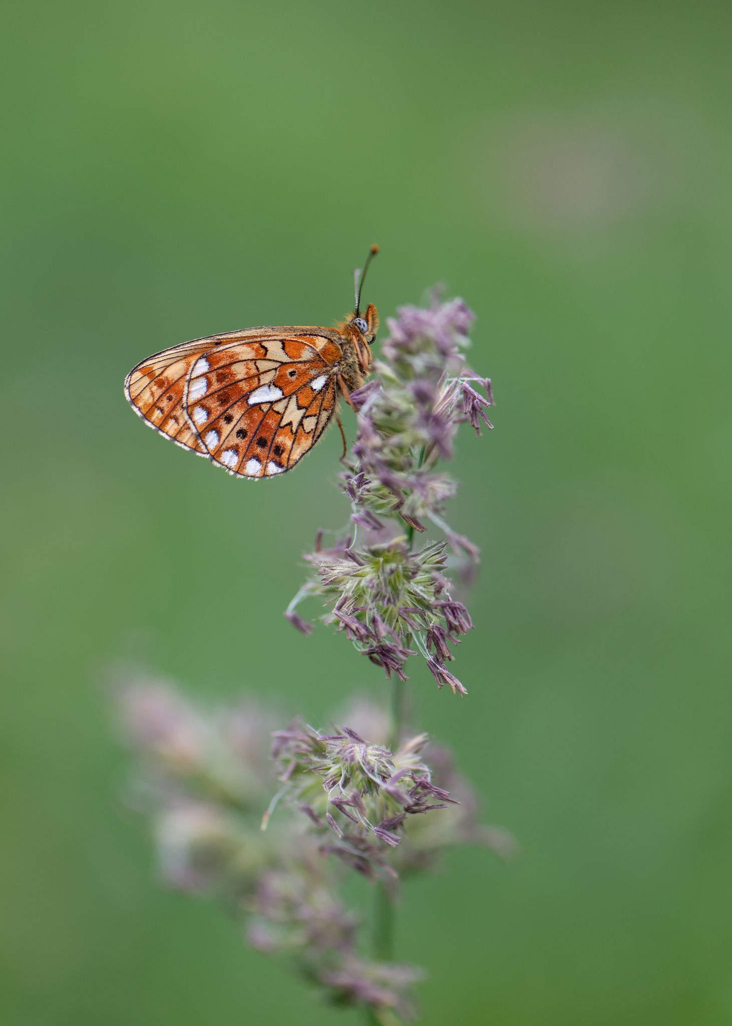 Silberfleck Perlmutterfalter (Boloria euphrosyne)